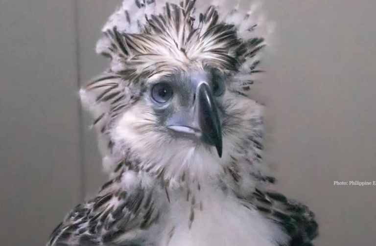 Orel opičí mládě foto Philippine Eagle Foundation